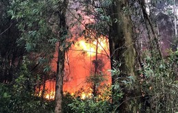 Điều tra nguyên nhân làm cháy rừng ở Nam Đàn, Nghệ An