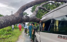 Kiên Giang: Gió lốc làm bật gốc cây đè bẹp ô tô 16 chỗ