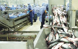 Đa dạng hóa sản phẩm cá tra để xuất khẩu