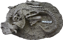 Phát hiện hóa thạch của loài động vật tiền sử tấn công cả khủng long