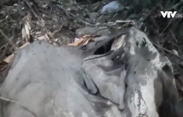 Hà Tĩnh: Phát hiện cá thể voi chết trong rừng