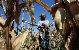 El Nino năm nay sẽ ảnh hưởng ra sao đến nguồn cung lương thực toàn cầu?