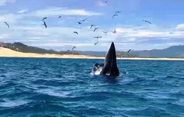 Cá voi quý hiếm xuất hiện ở vùng biển Đề Gi (Bình Định)
