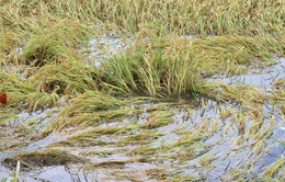 Hậu Giang: Trên 4.000 ha lúa bị ảnh hưởng do mưa kéo dài