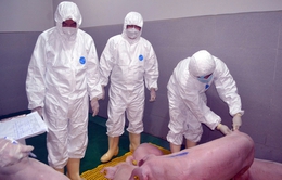 Sẵn sàng phổ biến rộng rãi vaccine dịch tả lợn châu Phi
