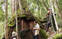 Bảo vệ di sản nghìn năm tuổi ở vùng cao xứ Quảng