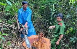 Lâm Đồng: Điều tra vụ khai thác gỗ trái phép ở huyện Đức Trọng