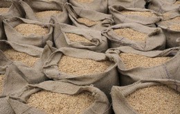 Ấn Độ tiếp tục cấm xuất khẩu cám gạo trích ly sau mặt hàng gạo tẻ