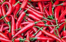 Hàn Quốc không cấm nhập khẩu ớt Việt Nam