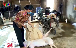 Phát hiện cơ sở thu mua lợn chết về mổ bán ra thị trường