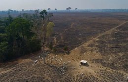 Nạn phá rừng Amazon ở Brazil giảm 34% trong nửa đầu năm 2023