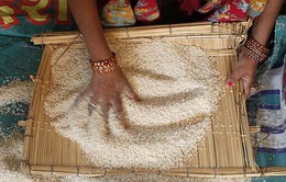Giá gạo Ấn Độ cao nhất 5 năm
