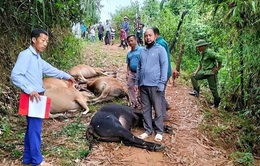 Sét đánh chết 7 con bò của 1 hộ dân