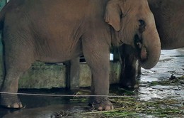 Du khách xót xa nhìn hai chú voi bị xích chân tại vườn thú Hà Nội