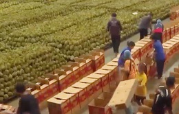 Xuất khẩu trái cây của Thái Lan sang Trung Quốc tăng mạnh