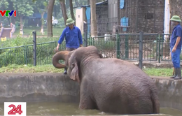 Tháo xích để voi được gần gũi với tự nhiên