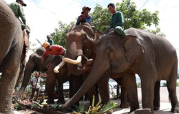Đàn voi nhà ở Đắk Lắk sụt giảm mạnh