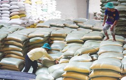 Giá gạo xuất khẩu khó đoán định