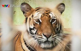 "Giải mã cuộc sống": Bí quyết nghề "bảo mẫu" cho hổ