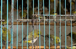 Thừa Thiên Huế khuyến cáo không mua, bán chim để phóng sinh
