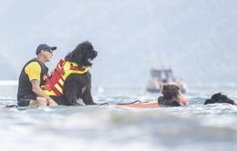 Thụy Sĩ dùng chó nghiệp vụ cho công tác cứu hộ trên hồ