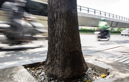 Đục bỏ bê tông “giải cứu” cây xanh ở TP Hồ Chí Minh