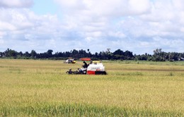 Sóc Trăng: Giá lúa Hè Thu tăng mạnh, nông dân phấn khởi