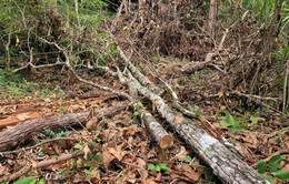 Gia Lai triệt phá vụ khai thác gỗ trái phép quy mô lớn tại rừng giáp ranh
