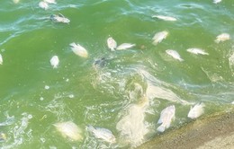 Phú Yên: Kiểm tra nguyên nhân cá chết ở hồ điều hòa