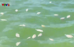Phú Yên: Xử lý hơn 1,2 tấn cá chết ở hồ điều hòa Hồ Sơn