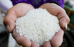 Philippines đề xuất giảm thuế nhập khẩu gạo