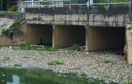 Đà Nẵng: Hàng tấn cá chết nổi trắng kênh Đa Cô sau trận mưa lớn
