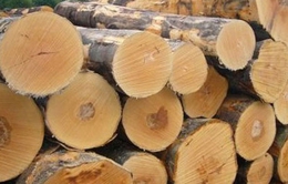 Có 837 loại gỗ đã nhập khẩu vào Việt Nam