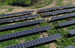 Nông dân Australia chung tay phát triển năng lượng sạch