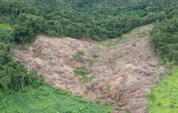 Phát hiện gần 5 ha rừng tự nhiên bị tàn phá trái phép tại Gia Lai