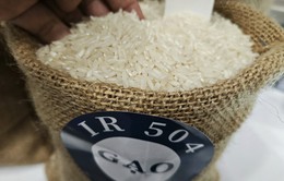 Giá gạo xuất khẩu giảm 35 USD/tấn