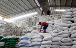 Thị trường giảm nhiệt, nhưng giá gạo tiếp tục cao