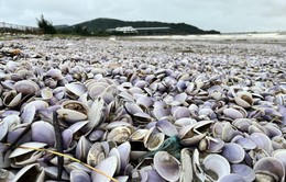 Nghệ An: Hàng tấn ngao trôi dạt vào bờ biển Cửa Lò