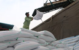 Giá gạo xuất khẩu Việt Nam vẫn neo cao kỷ lục