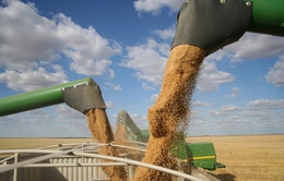 Liên hợp quốc đưa ra đề xuất nhằm khôi phục thỏa thuận ngũ cốc