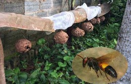 2 người nguy kịch vì bị ong đốt hơn 400 nốt