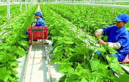 Nông nghiệp đón cơ hội xuất khẩu xanh