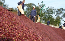 Cà phê Việt hướng mốc 5 tỷ USD xuất khẩu