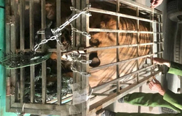 Phát hiện vụ vận chuyển trái phép con hổ nặng 200kg