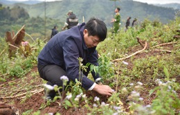 Tết An Bình 2024: Phát động gây quỹ tài trợ 50.000 cây gỗ lớn cho người dân Quảng Bình