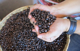 Giá cà phê xuất khẩu cao nhất trong 30 năm