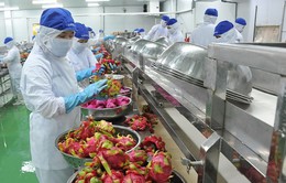 Nông sản Việt Nam xuất khẩu tăng cả về giá và số lượng