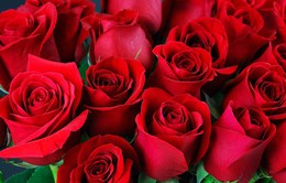 Thị trường hoa hồng dịp lễ Tình nhân Valentine tại Anh đối mặt nhiều khó khăn