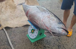 Ngư dân Phú Yên cập bến bán cá ngừ đầu năm