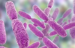Châu Âu đối mặt siêu vi khuẩn kháng thuốc mới